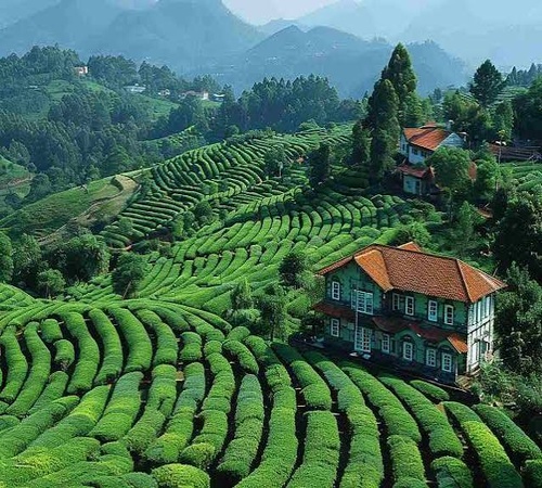 Nature & Serenity Ooty