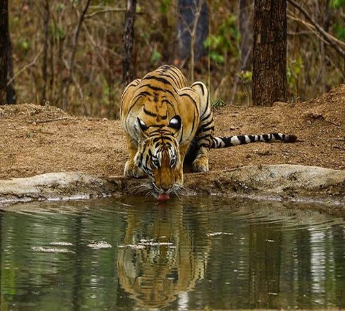 Tiger Trails Kanha
