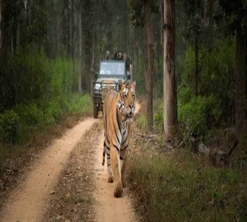 Tiger Trails Bandhavgarh