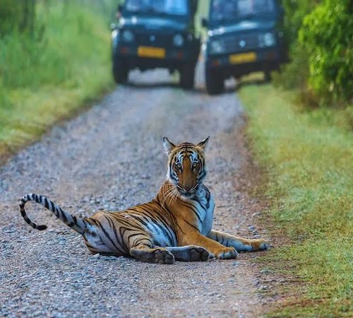 Tiger Trails Corbett - Jim Corbett National Park tour package